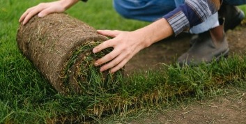 Instant lawn